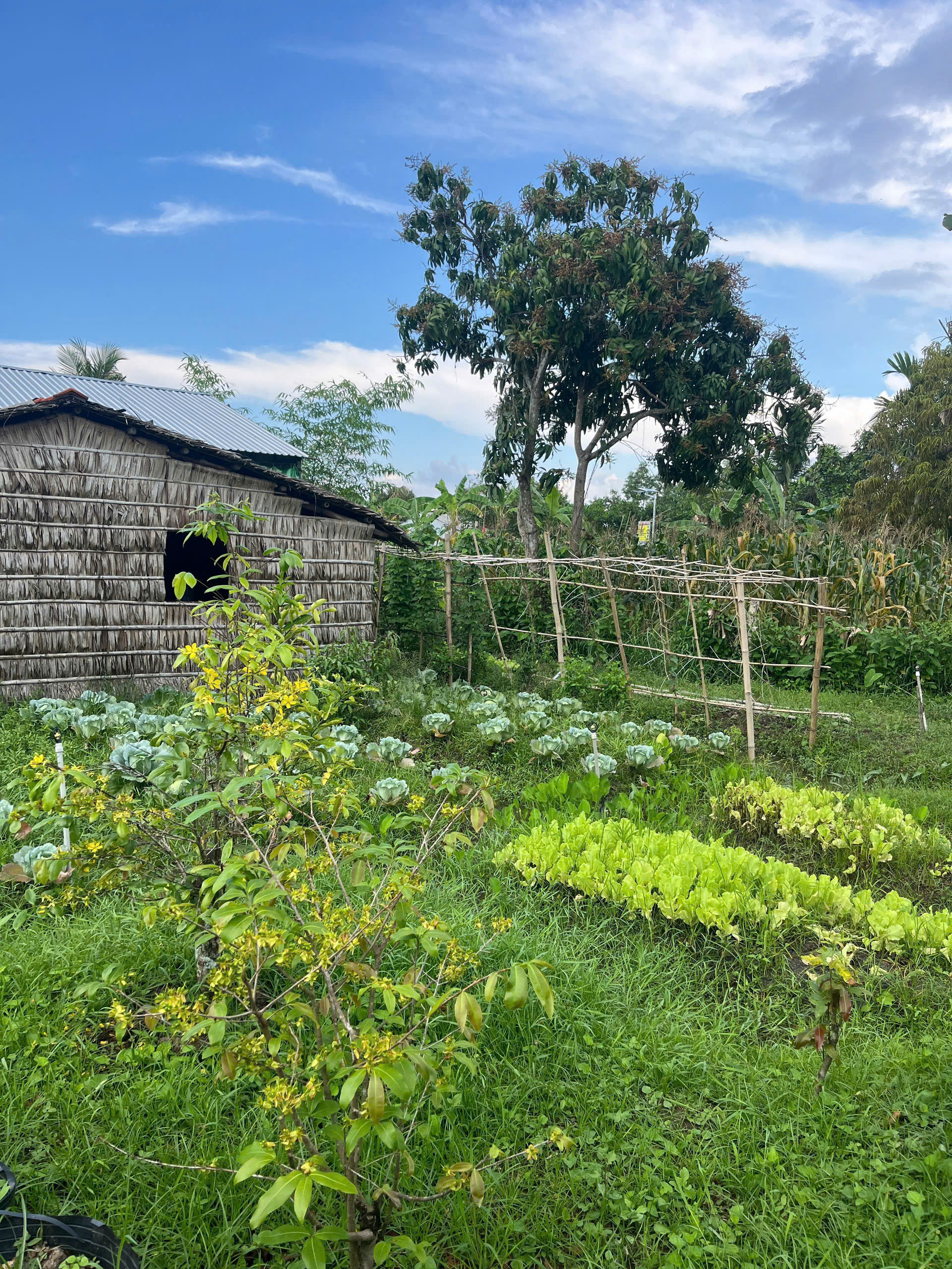 Green Tourism in Can Tho: Experience Sustainable Farming at Truong Long Village