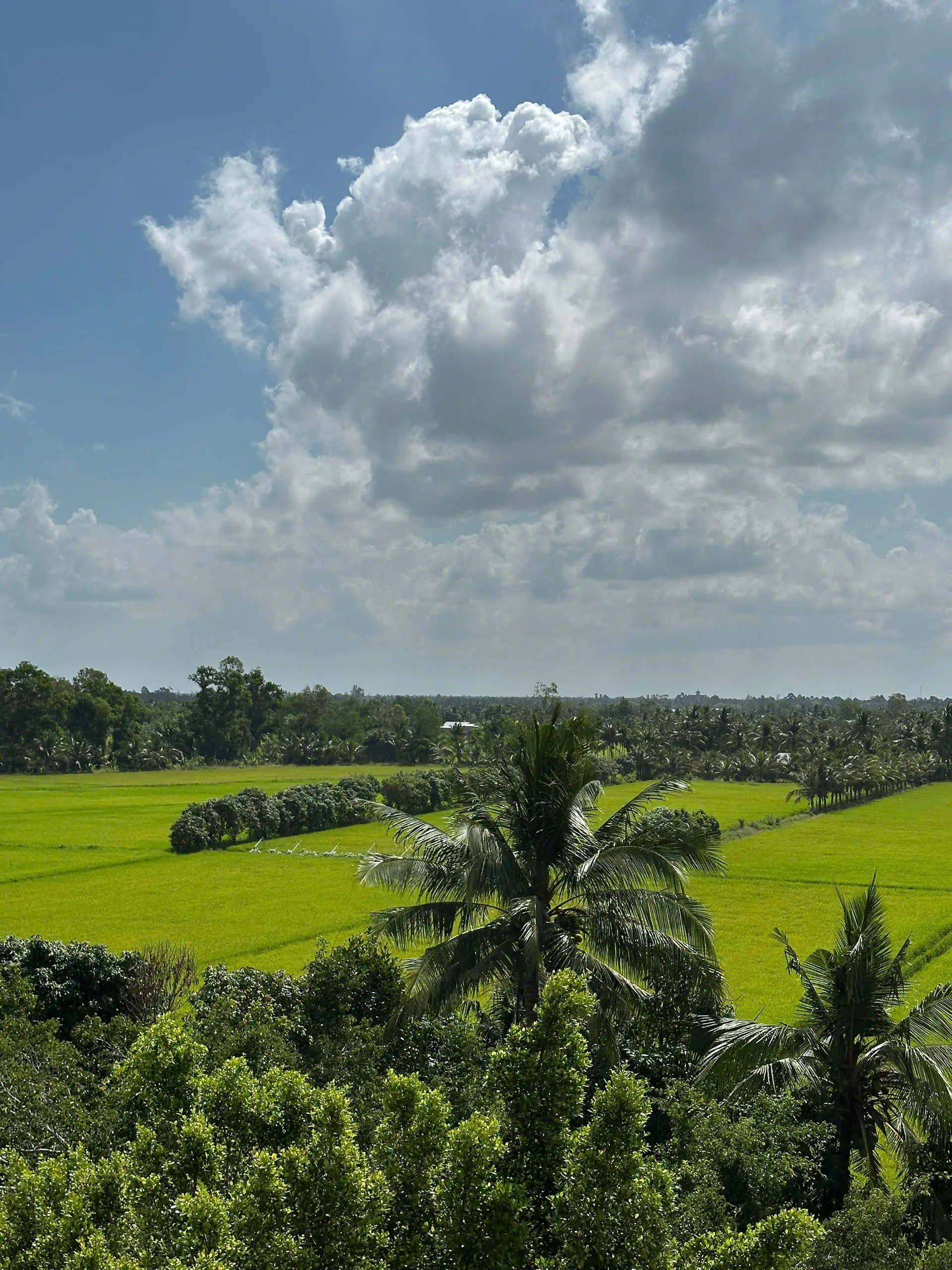 Lung Ngoc Hoang Nature Reserve: Mekong Delta’s Green Lung