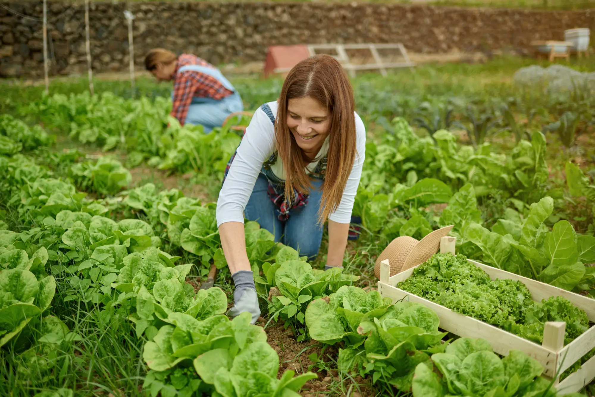 Experience the joy of farm-to-table living with an organic vegetable harvest. This image captures the essence of sustainable gardening, featuring fresh green lettuce being hand-picked in a sun-drenched garden. Perfect for travelers looking to reconnect with nature, our organic farm tours offer a hands-on opportunity to learn about eco-friendly cultivation and enjoy the freshest produce straight from the soil.