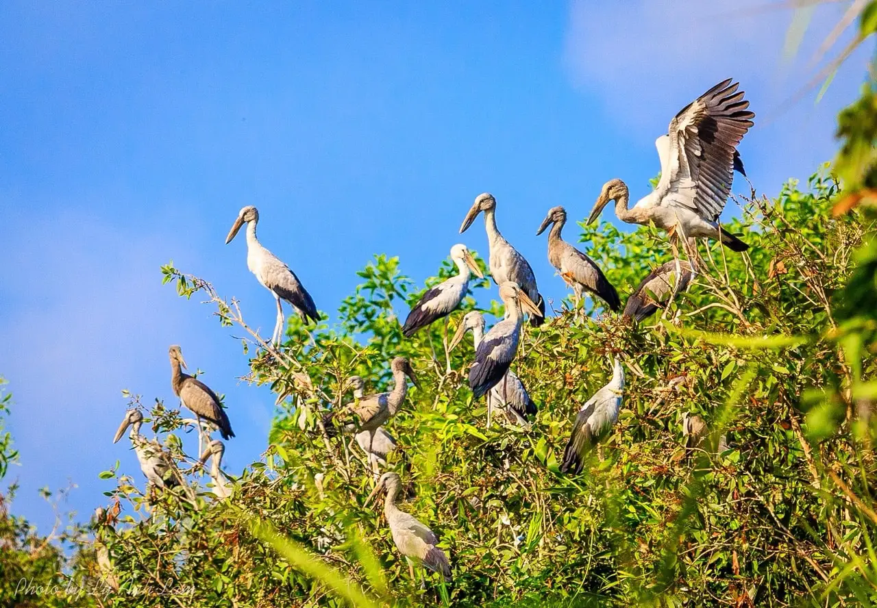 Lung Ngoc Hoang Nature Reserve: Mekong Delta’s Green Lung