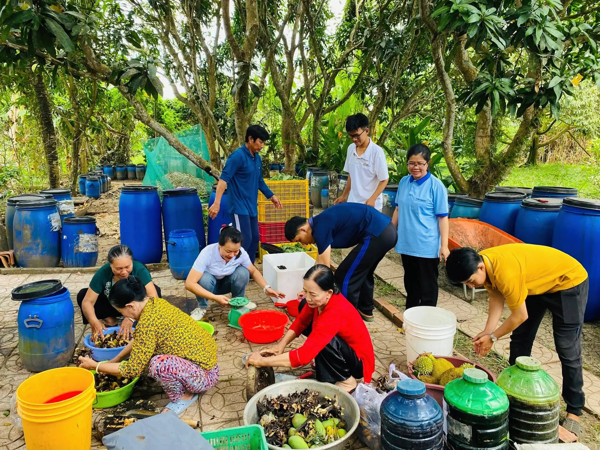 Découvrez la force du collectif dans un centre d'agriculture biologique local du delta du Mékong. Cette image montre des villageois collaborant pour transformer des déchets de fruits en un engrais organique riche en nutriments. En recyclant des matières naturelles comme les pelures de durian et de mangue, ces agriculteurs ouvrent la voie à une agriculture respectueuse de l'environnement et au développement rural durable dans le sud du Vietnam.