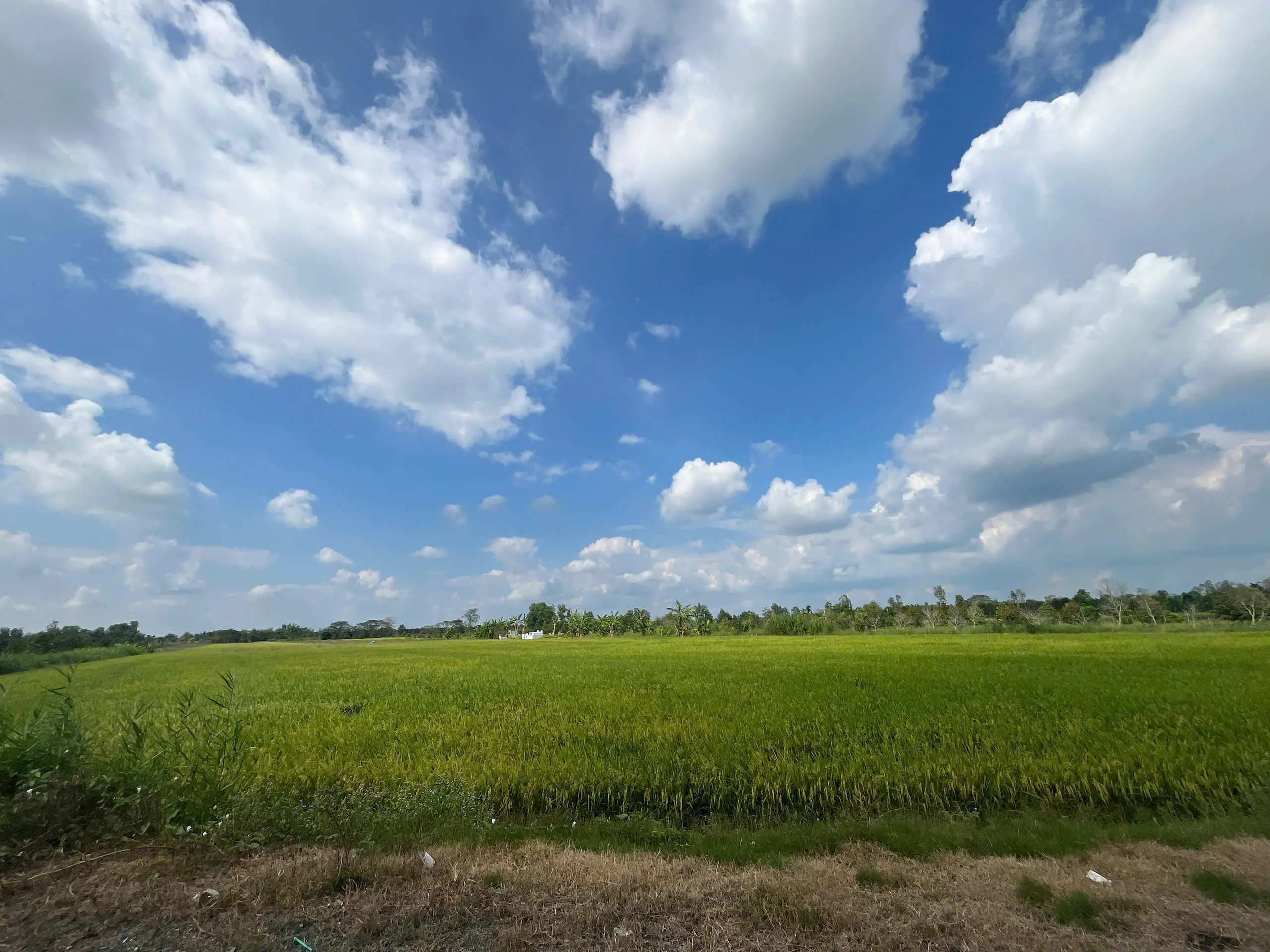 Tourisme vert à Can Tho: Découvrez l’agriculture durable au village de Truong Long