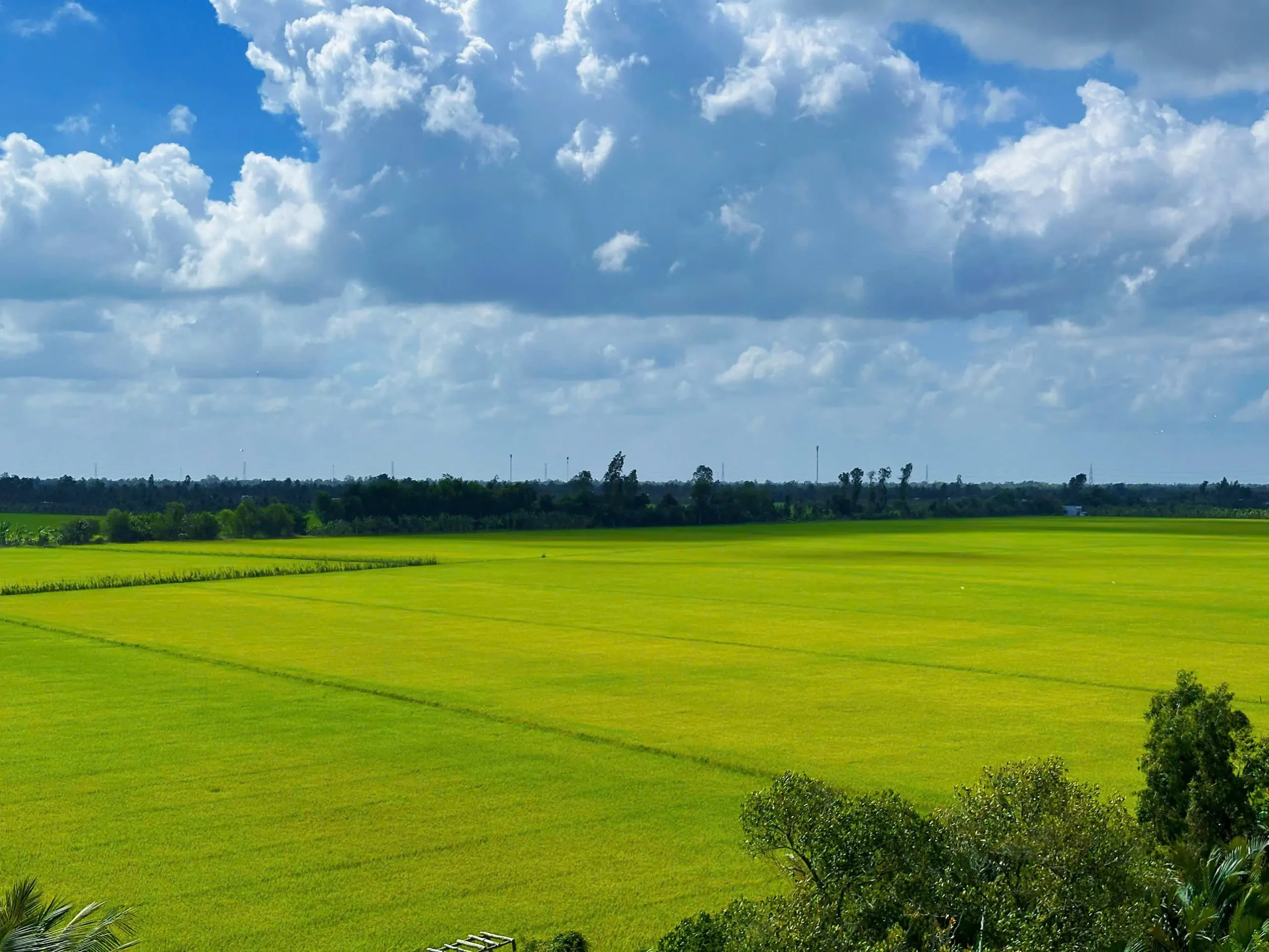 Immerse yourself in the breathtaking beauty of the Mekong Delta's rice fields. This stunning landscape features endless rows of vibrant green paddies under a vast, cloud-filled sky. Known as the 'rice bowl' of Vietnam, these lush landscapes offer a peaceful escape and a glimpse into the heart of agricultural life in Southern Vietnam.