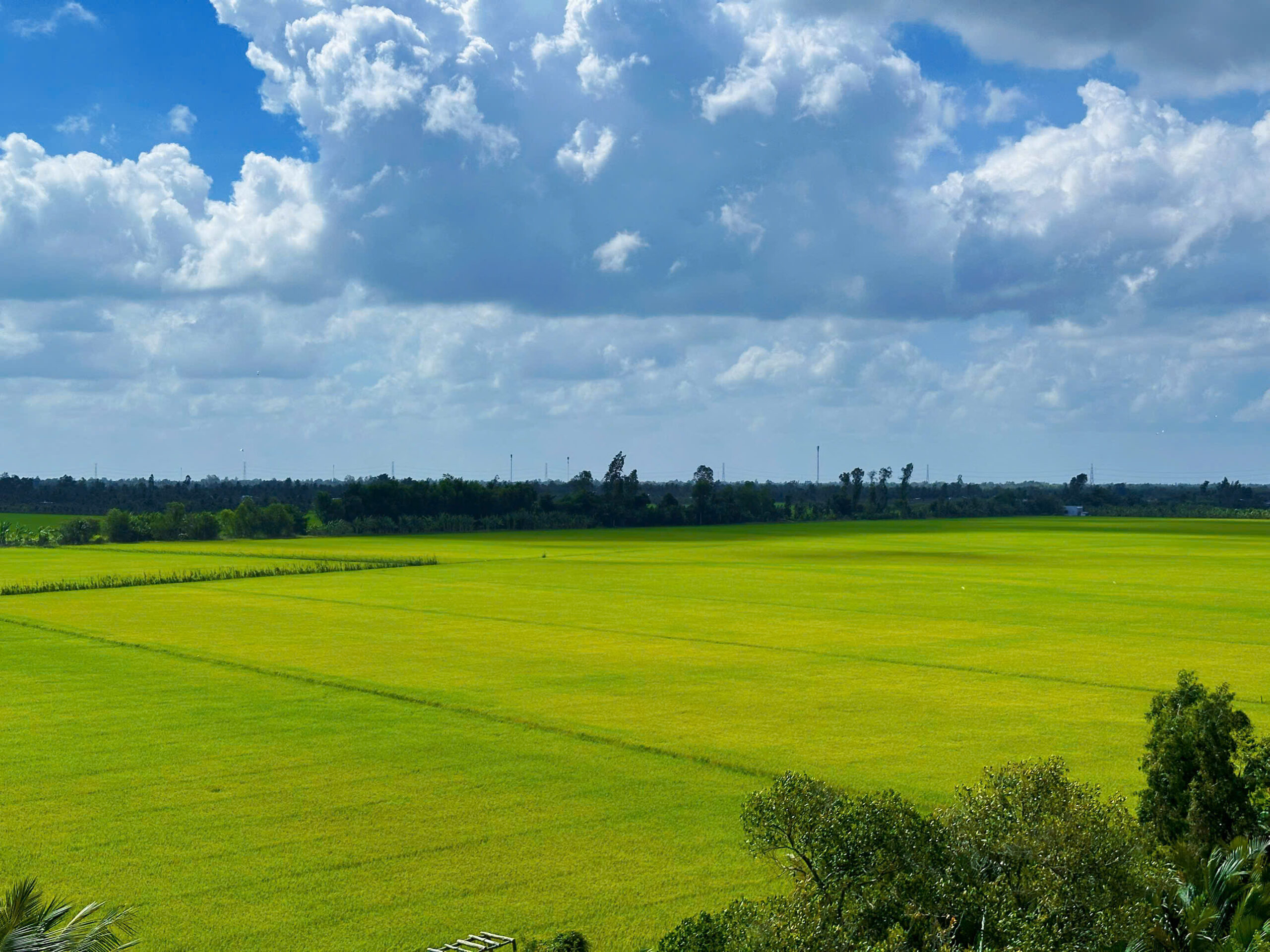 Plongez au cœur de la beauté époustouflante des rizières du delta du Mékong. Ce paysage saisissant offre des rangées infinies de rizières d'un vert éclatant sous un ciel immense et nuageux. Surnommée le « grenier à riz » du Vietnam, cette région luxuriante invite à une escapade paisible et vous dévoile le cœur de la vie agricole du Sud-Vietnam.