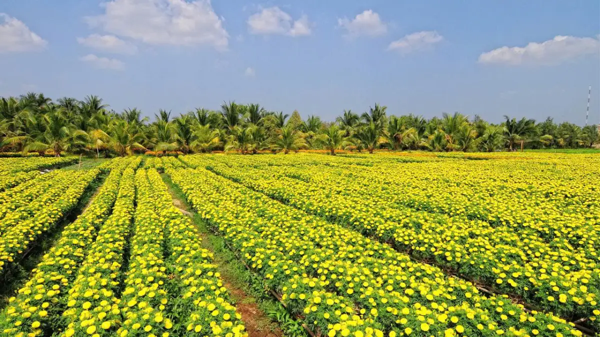 Discover the vibrant beauty of Sa Dec Flower Village, one of the largest flower-growing regions in the Mekong Delta. Famous for colorful flower fields, traditional gardening culture, and picturesque landscapes, Sa Dec is a must-visit destination for travelers exploring southern Vietnam.